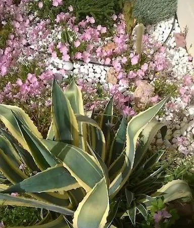 Akrata Rose Garden Ii *