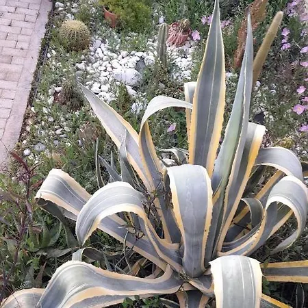 Akrata Rose Garden Ii